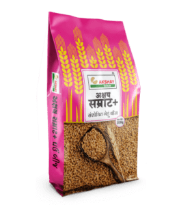 Wheat seed (Akshay Samrat Plus)